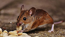 24 Hour & Emergency Exterminators in Fitchburg, WI